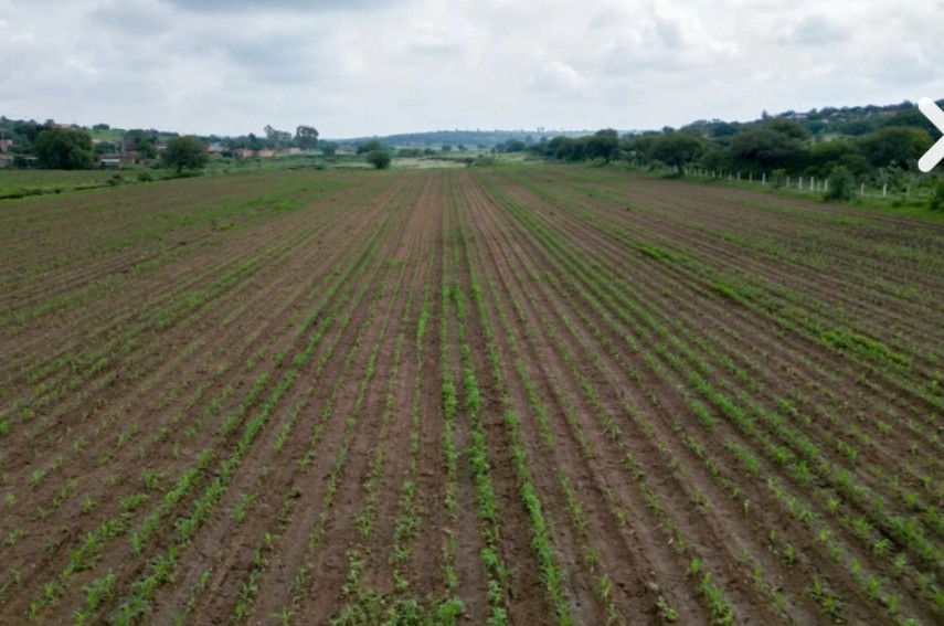 BUENAS NOTICIAS EN EL CAMPO DE AGUASCALIENTES, COMIENZAN A BROTAR LOS PRIMEROS CULTIVOS DE TEMPORAL