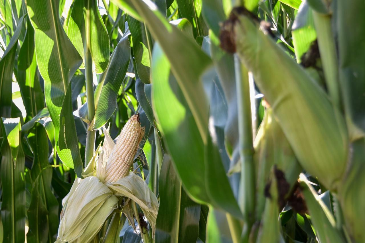 🌽#Campo| AGRICULTORES PODRÁN ACCEDER A SEMILLA MEJORADA DE MAÍZ PARA AUMENTAR SU PRODUCCIÓN20 de febrero de 2025