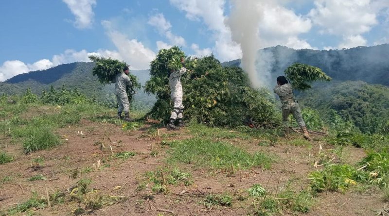 🚨 GUARDIA NACIONAL DESTRUYE MÁS DE 14 MIL METROS DE PLANTÍOS DE MARIHUANA EN JALISCO