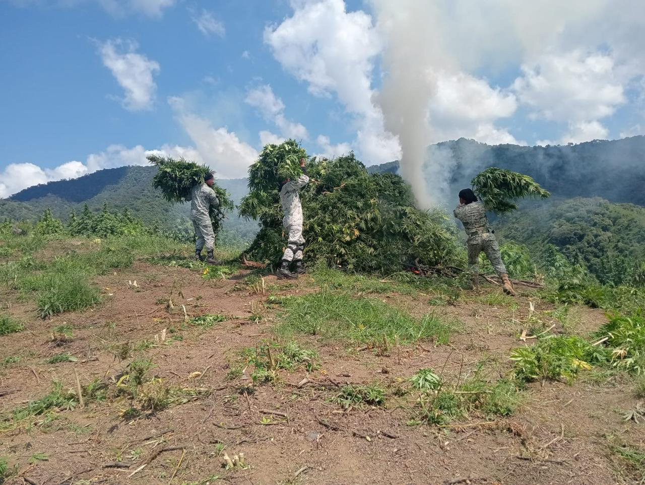 🚨 GUARDIA NACIONAL DESTRUYE MÁS DE 14 MIL METROS DE PLANTÍOS DE MARIHUANA EN JALISCO